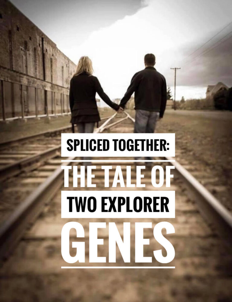 Read more about the article Spliced Together: The Tale of Two Explorer Genes