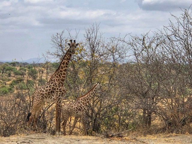 On Safari: Tarangire, Serengeti and Ngorogoro Crater - Explorer Genes