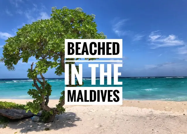 Read more about the article Beached in the Maldives