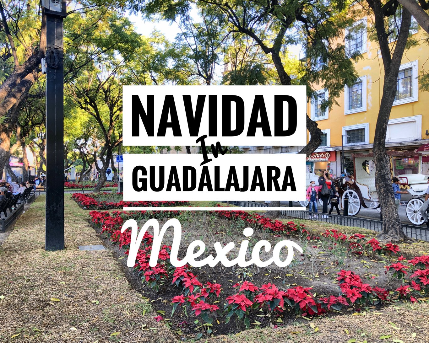 Navidad in Guadalajara, Mexico
