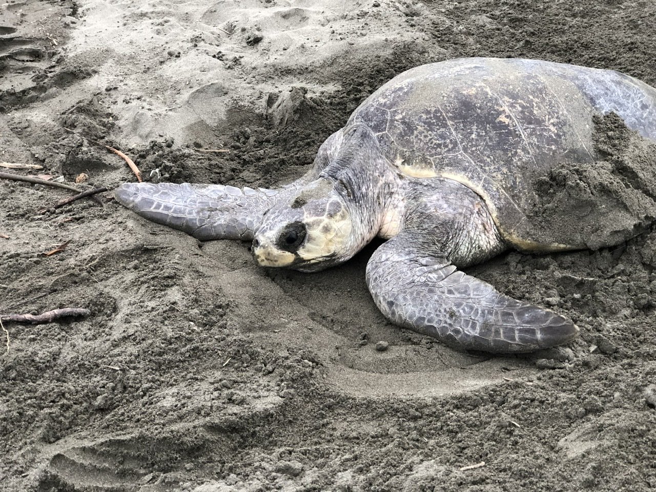 Simplicity and Sea Turtles in Isla Cañas, Panama - Explorer Genes