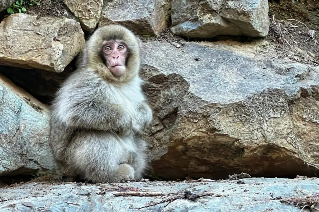 Hot Water and Cold Monkeys at Jigokudani Yaen Koen, Japan