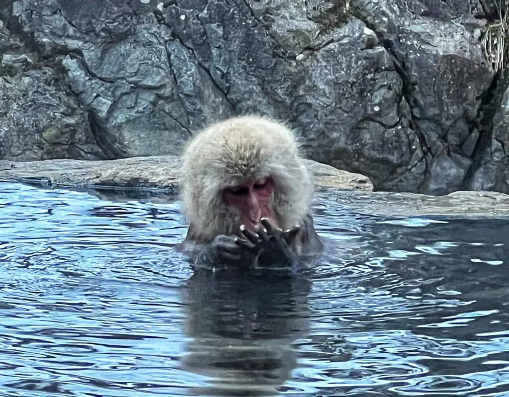 Hot Water and Cold Monkeys at Jigokudani Yaen Koen, Japan