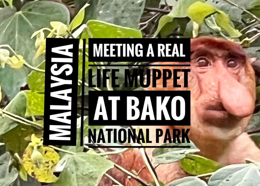 Meeting a Real Life Muppet at Bako National Park, Borneo, Malaysia