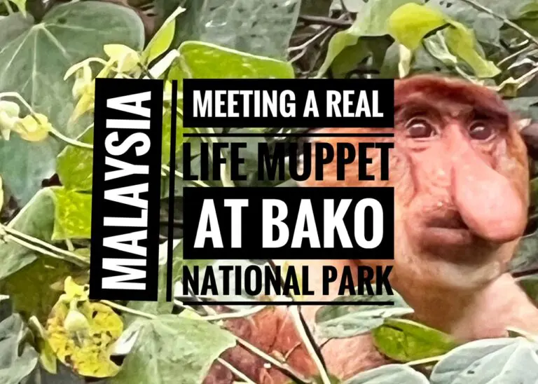 Read more about the article Meeting a Real Life Muppet at Bako National Park, Borneo, Malaysia