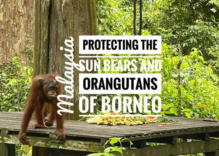 Protecting the Sun Bears and Orangutans of Borneo, Malaysia