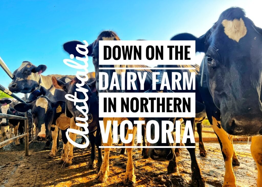 Down on the Dairy Farm in Northern Victoria, Australia