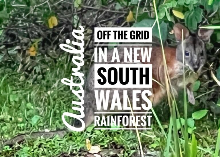 Read more about the article Off the Grid in a New South Wales Rainforest, Australia